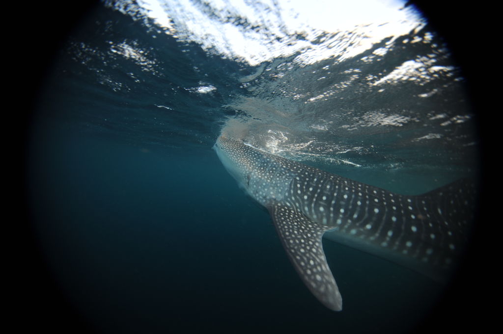 26039e08-3af8-44a8-bbc7-1918d2c6a682