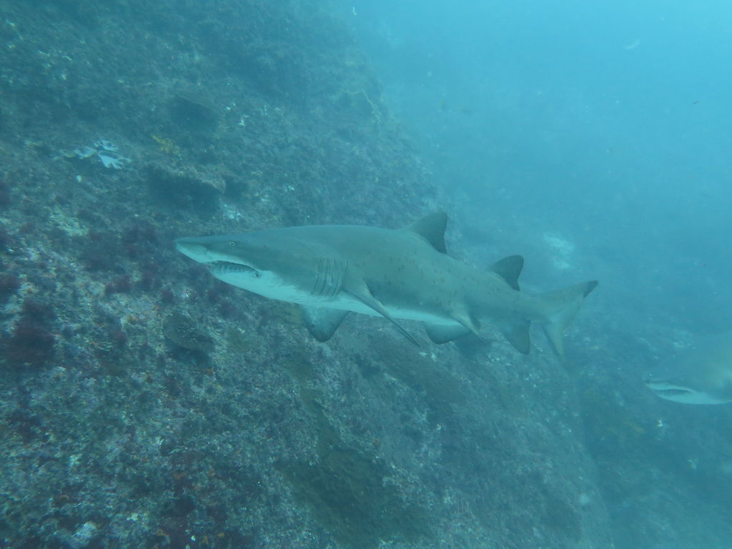 9c514a9e-3730-4e55-8a83-84dc1fbf20e5