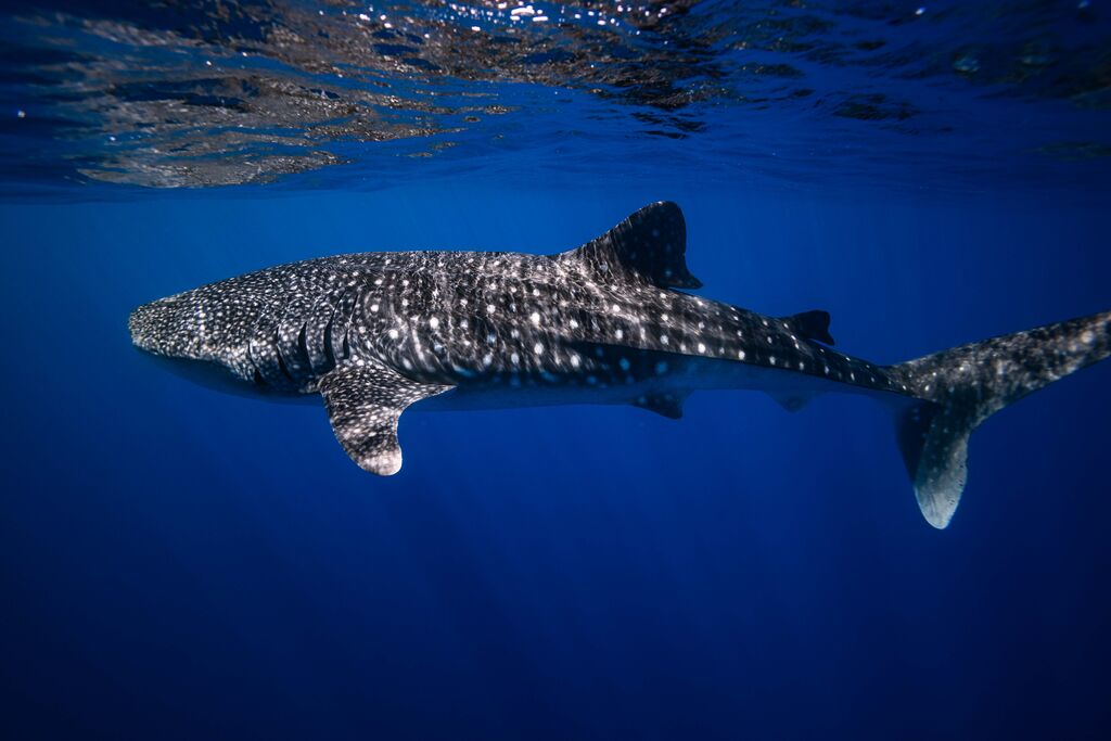 65ceffc8-56c1-44f6-b311-b111b98c336c