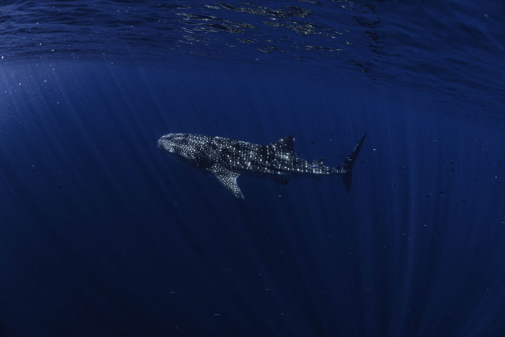 10814f12-a6b6-4115-845f-2a6564465cea