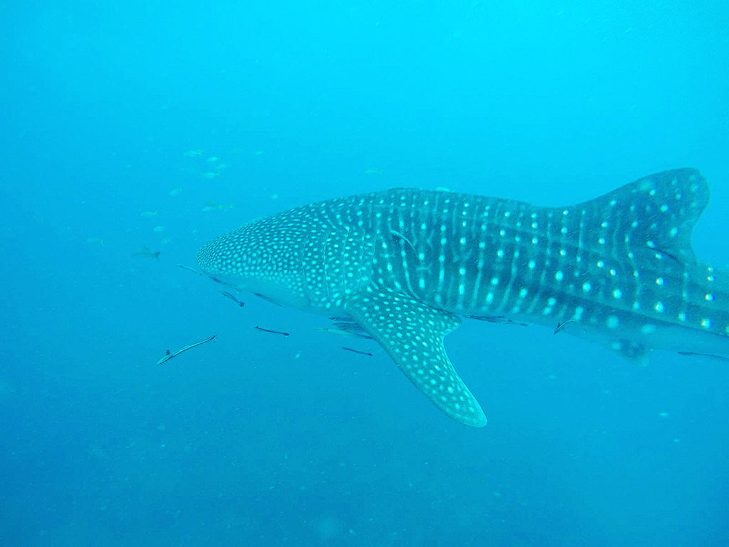 16aeb1a0-37bc-4610-b204-1aa070f6487f