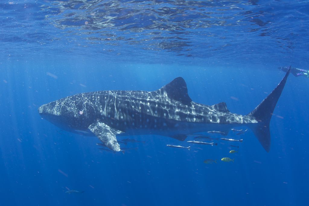 240ea5ba-2e4e-477b-b585-900b77330fad