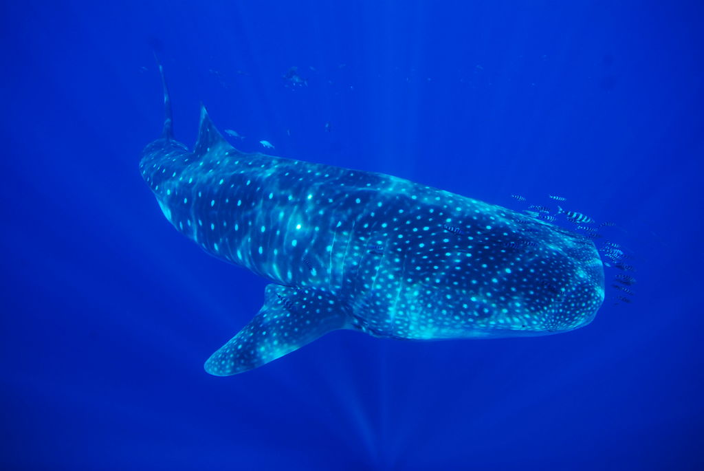 aee7c448-89ea-4a25-9b5d-1eebd78c1092