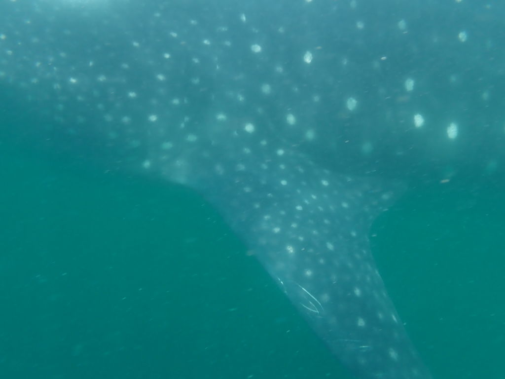 47074094-8094-4e92-9496-3d5ac6467e16