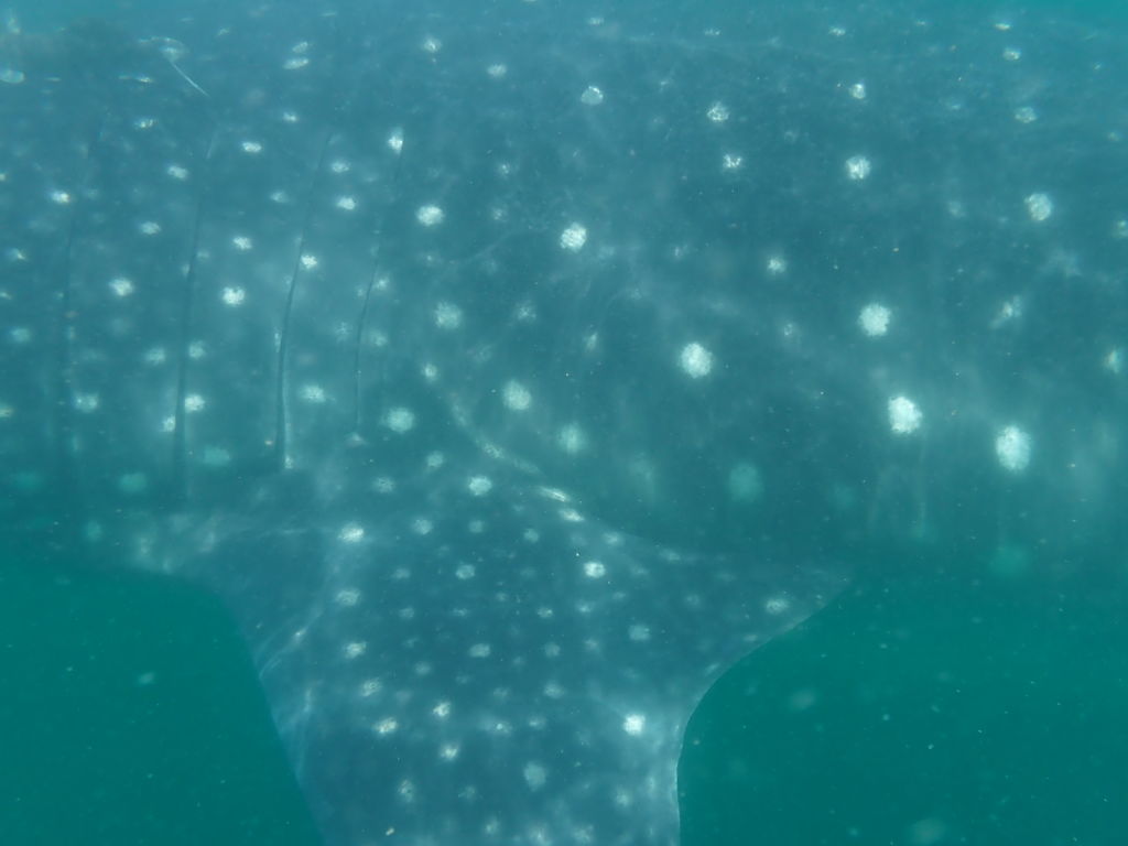 47074094-8094-4e92-9496-3d5ac6467e16