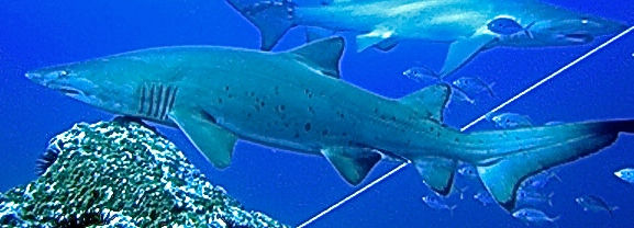 ebbc74d0-a57d-45a0-b476-b67e991993ca