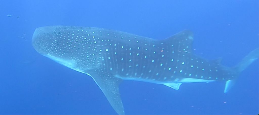 9563a5f2-19d4-4386-962b-742d04e7f679