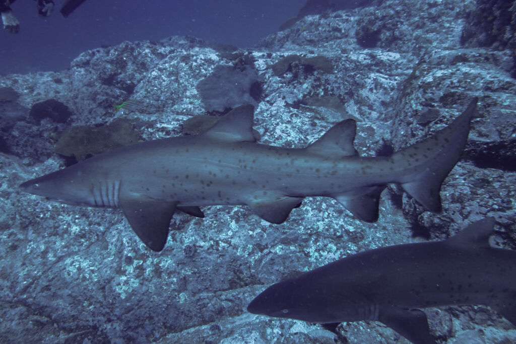 cb4ae037-8e08-4e30-bfdc-a650530797ea