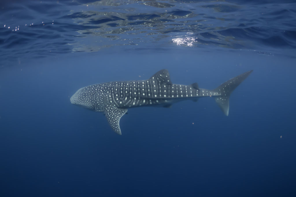 7c9e73e0-1b65-4130-8873-bd52ba86ba62