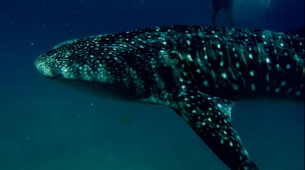 0cedca86-820f-4194-9911-e0276d81ac93