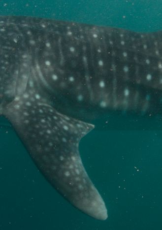 27a55789-a9ff-4424-bc6c-748062dd01a1