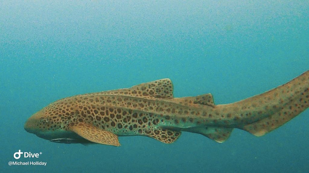 9009d23c-20ae-4f3d-929c-b934696e39a0