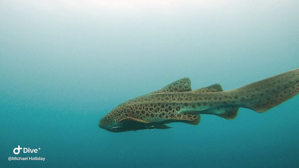 9009d23c-20ae-4f3d-929c-b934696e39a0