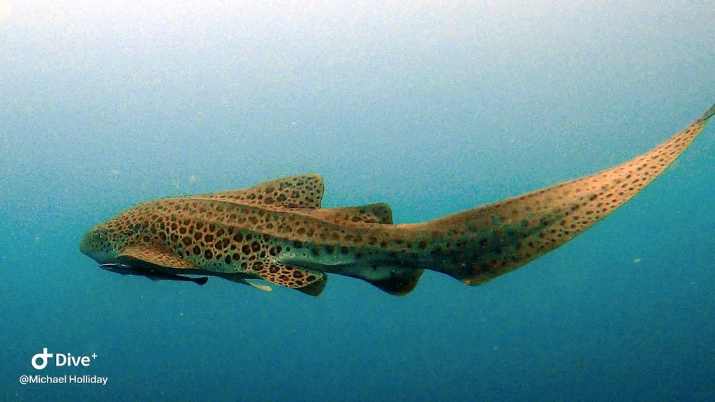 9009d23c-20ae-4f3d-929c-b934696e39a0