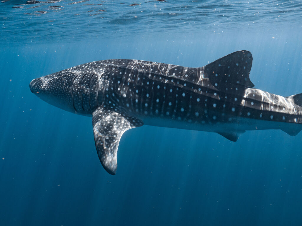 00ee9b7d-79da-4c12-9803-222b5f76644a