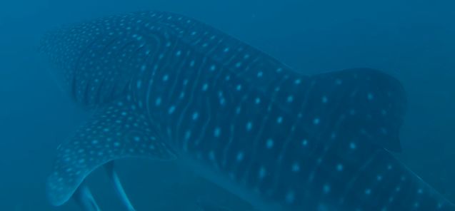 d18c45bf-e923-436a-92aa-109ec3b63efc