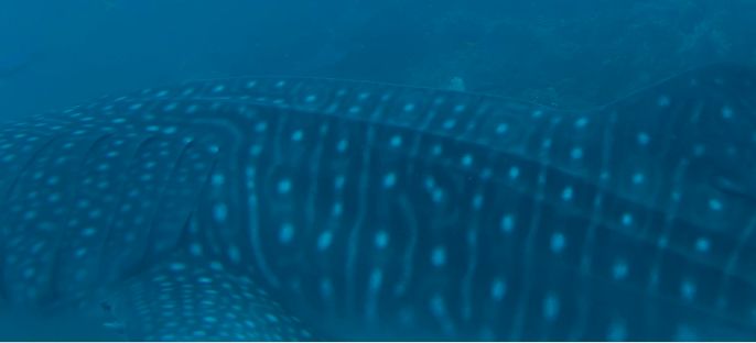 d18c45bf-e923-436a-92aa-109ec3b63efc