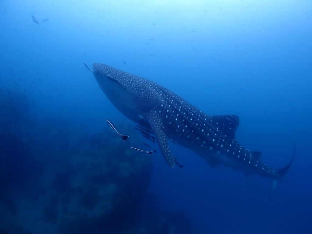 d08bba12-5d93-4071-9c11-3e4d00064638