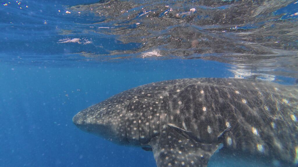 940a4cba-d634-4895-aa72-216c6095d045