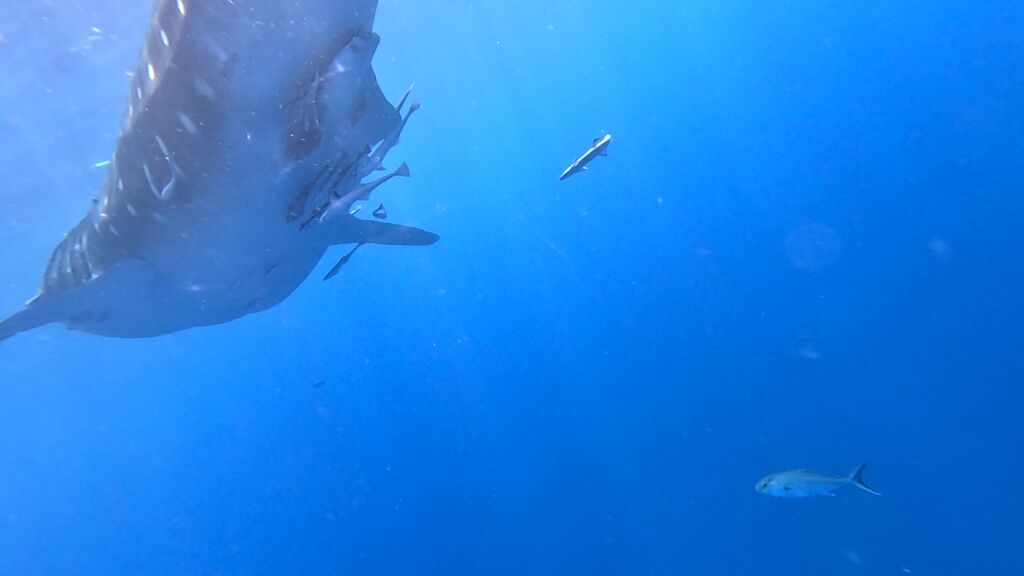 940a4cba-d634-4895-aa72-216c6095d045