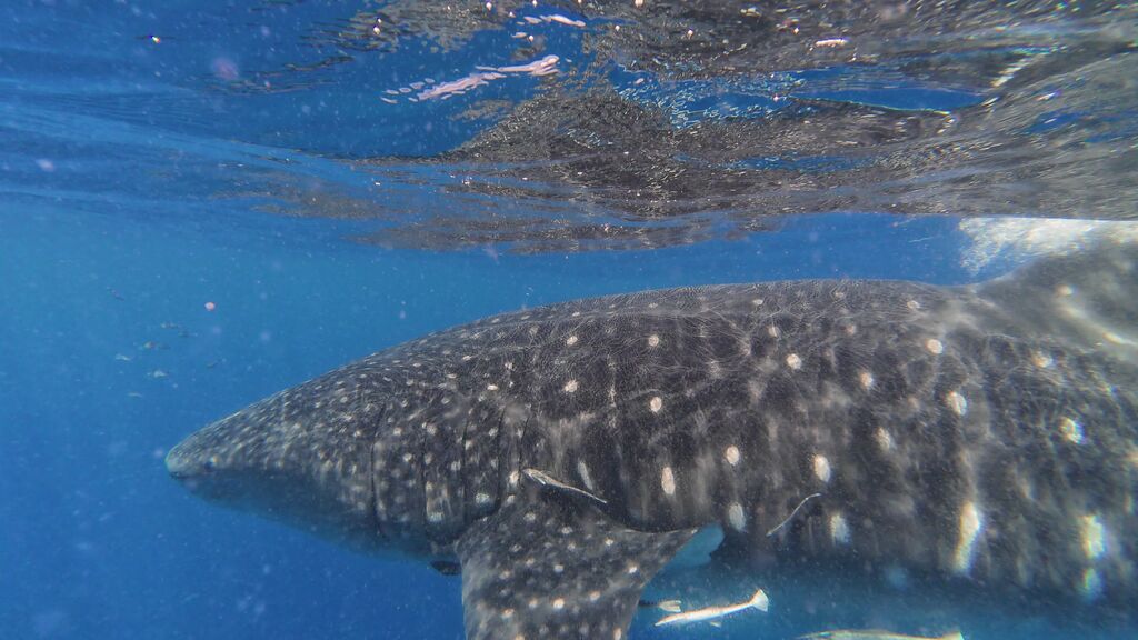 940a4cba-d634-4895-aa72-216c6095d045