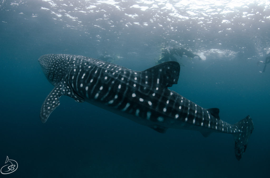 94fcb0a1-242f-44fa-b5cb-88adc445c642