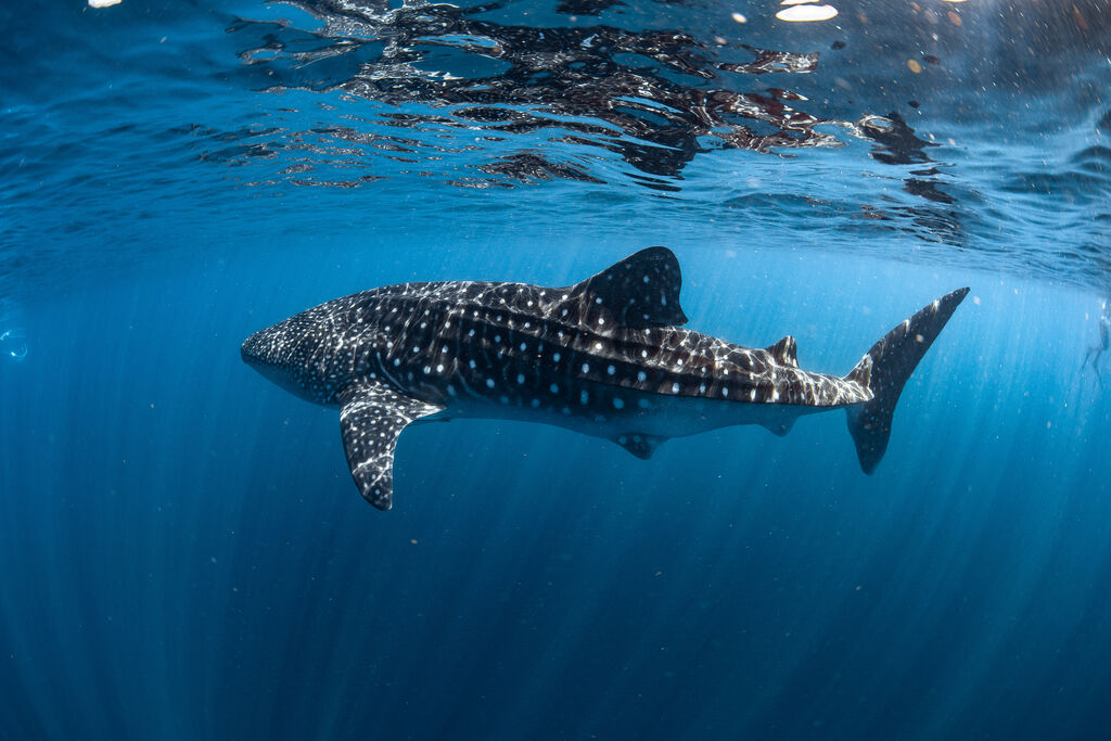 a96edf2a-2491-4d87-864b-d6cc7efaf67b