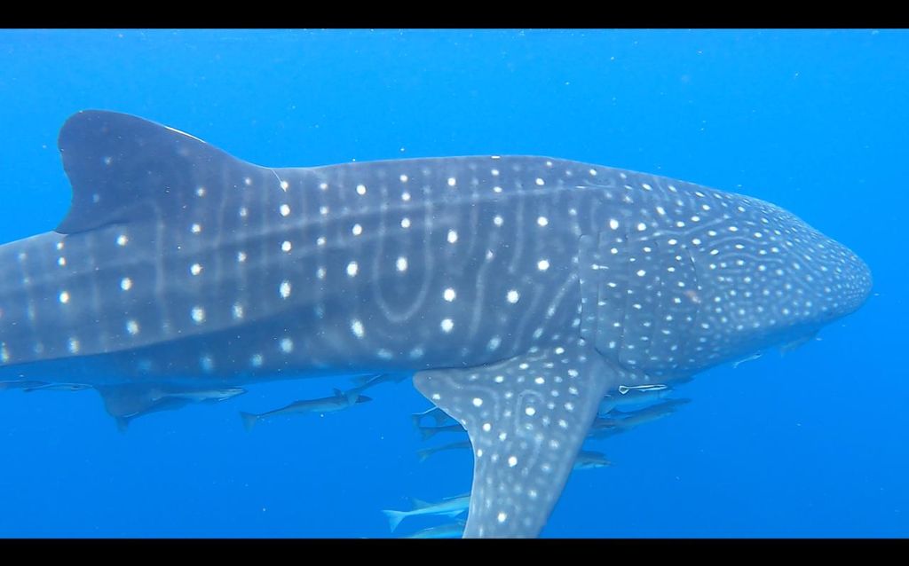 4e97ca73-6c79-4be9-9222-b39421433074