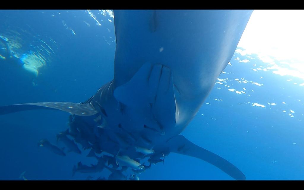 4e97ca73-6c79-4be9-9222-b39421433074