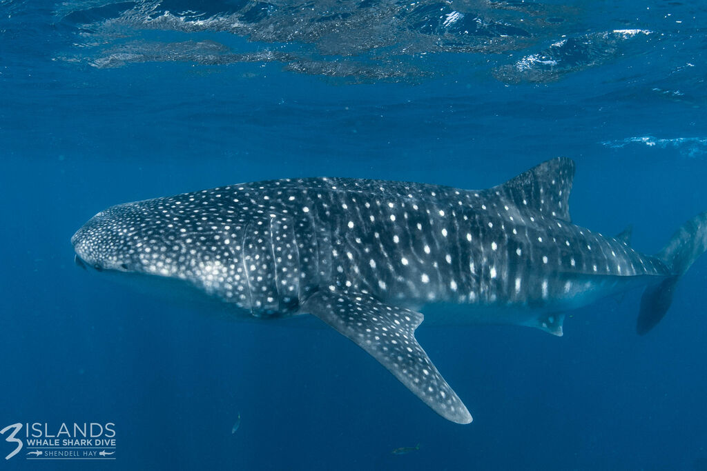 bed1162e-f48a-4f4a-833e-86426fa96a4f