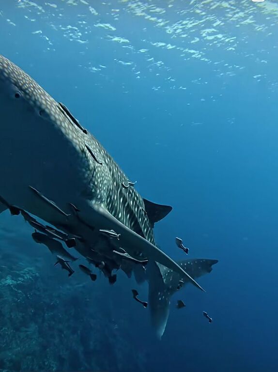 a2ae0464-1aca-4086-9f8c-8affc684a2f5