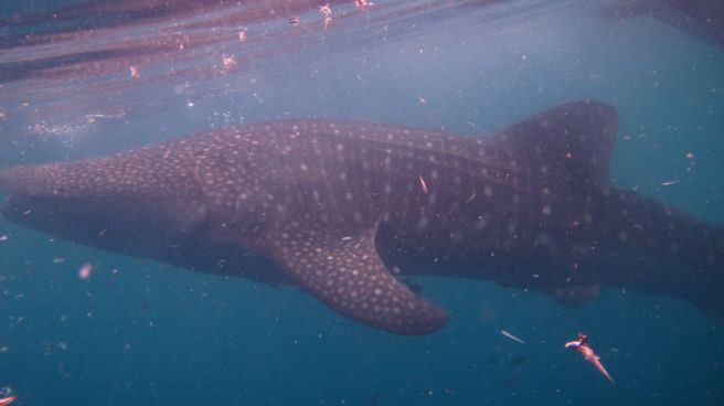 ec861836-069d-4ee6-a81e-dce849123047