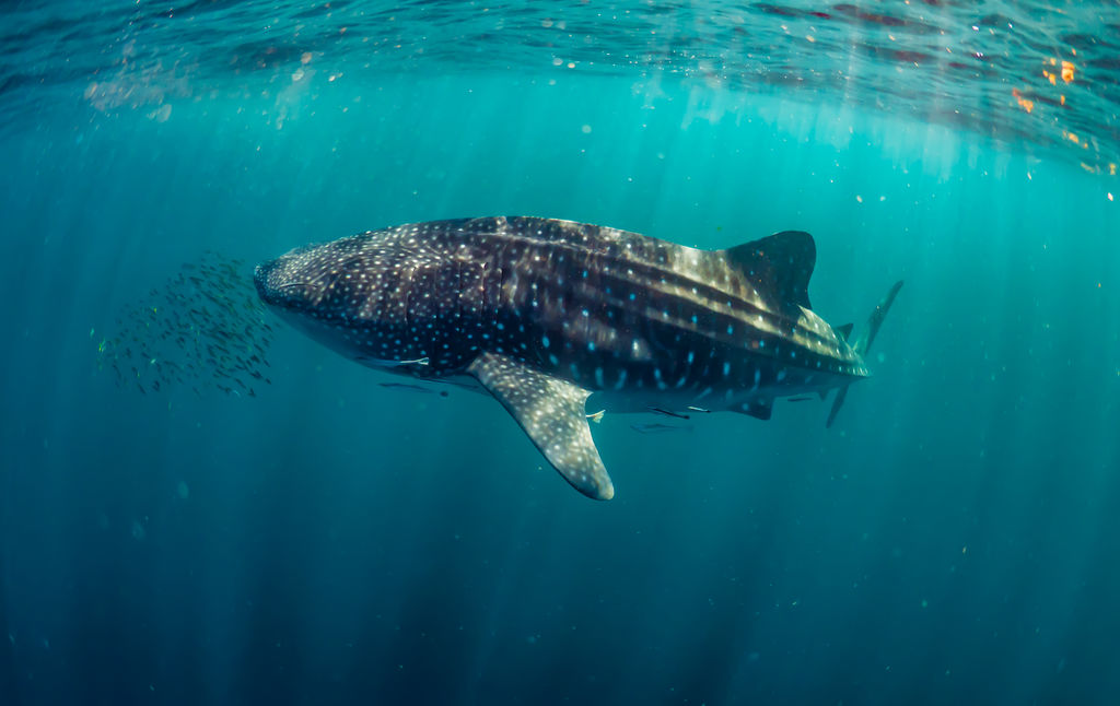 70561331-367b-4416-b67f-3684baf0b667