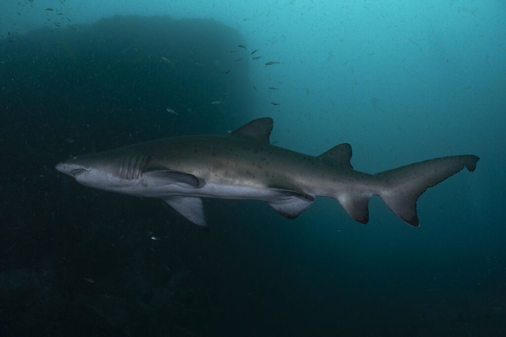 db2bb77a-1d10-41ad-ba06-79e49045cbe5