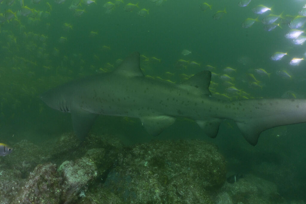 04964b4c-dfcc-4efd-9b2d-11827bf37536