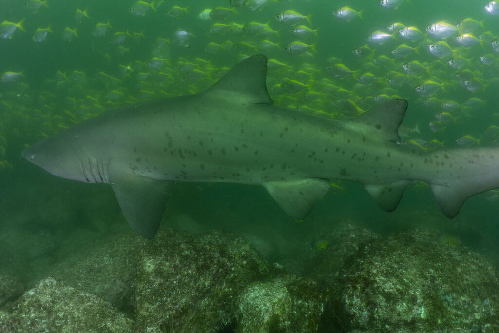 04964b4c-dfcc-4efd-9b2d-11827bf37536