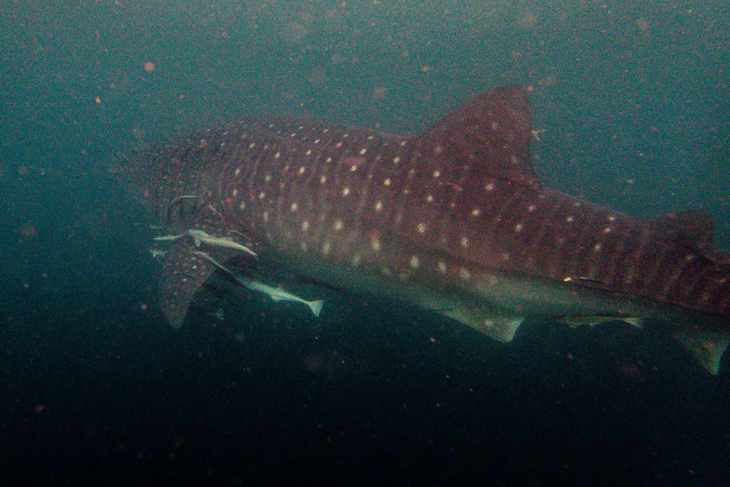 f880c1b4-4cf7-4dc4-9120-daf3b193718a