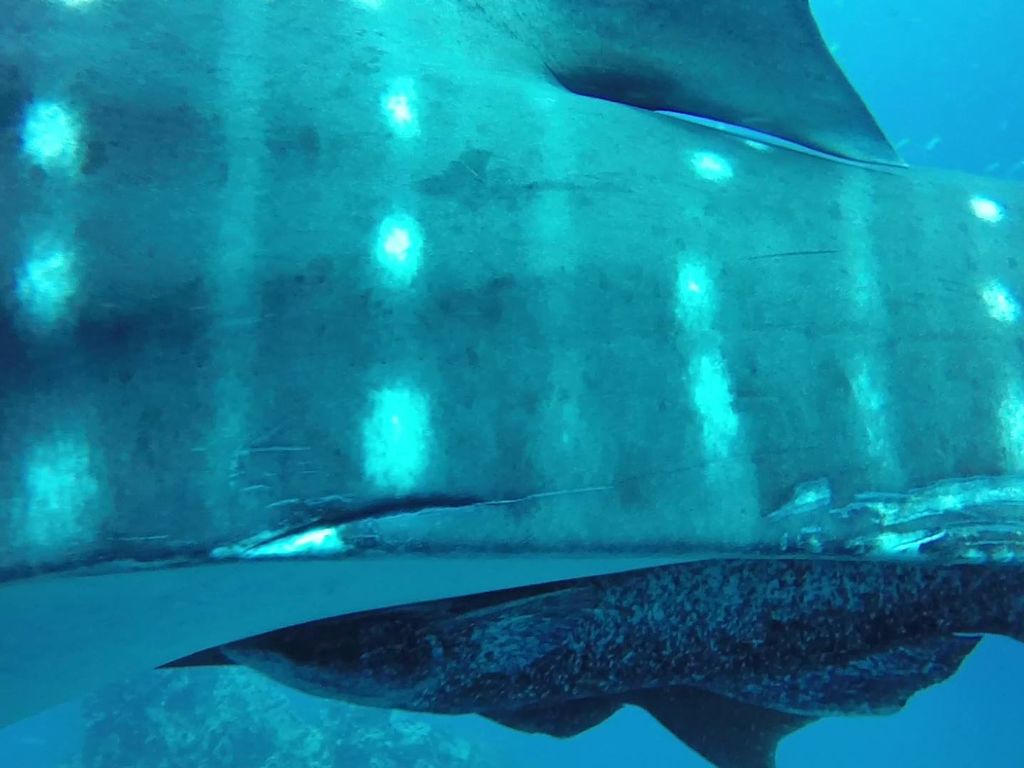 94a4a348-6c48-4d10-a025-ece7be4f3428