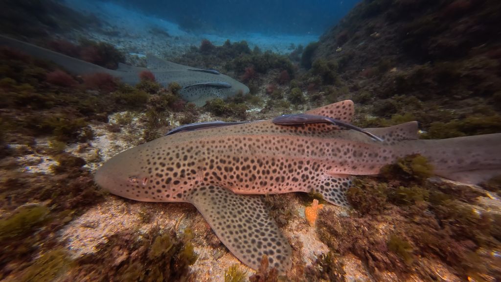 6ded00ef-f619-46a8-b195-f95e54ea13e2