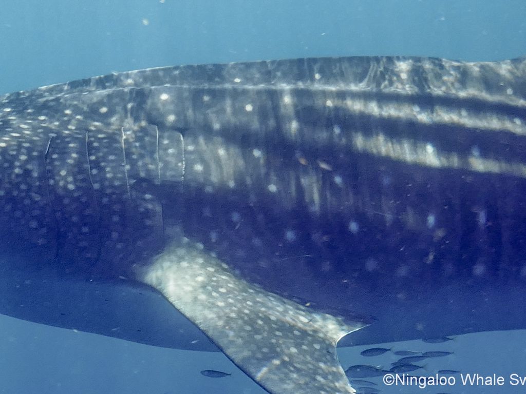 72c1a82a-1a62-432c-825b-623fc093a762