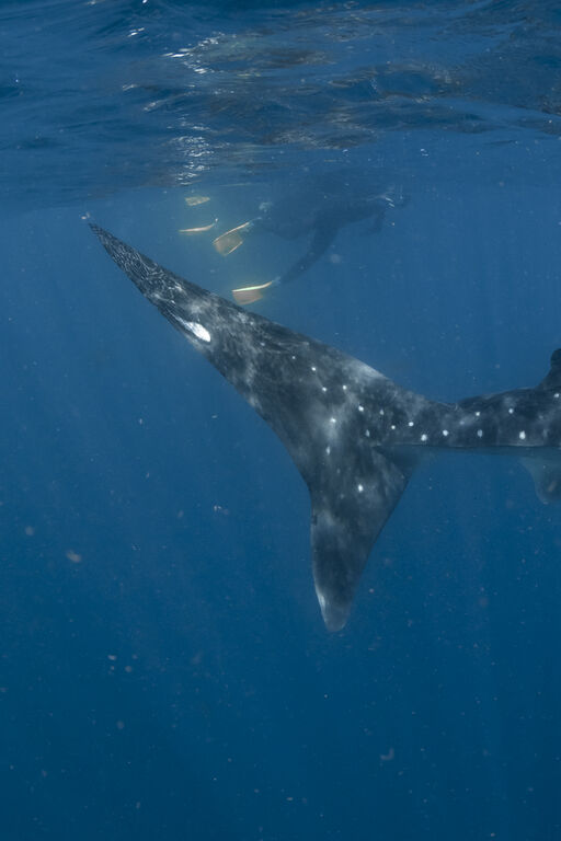 33b153cd-d5bc-4a6c-97a4-021bc8c2da9f