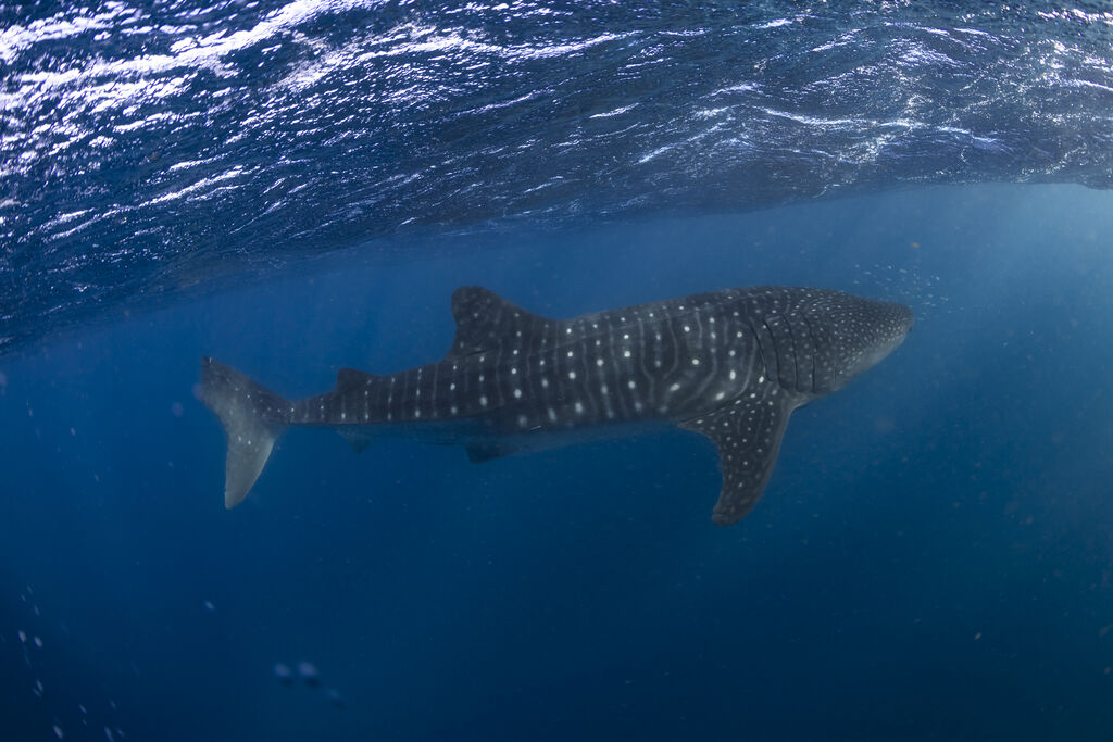 92eff3f7-ff19-4b74-af6c-c7b3f2650b27