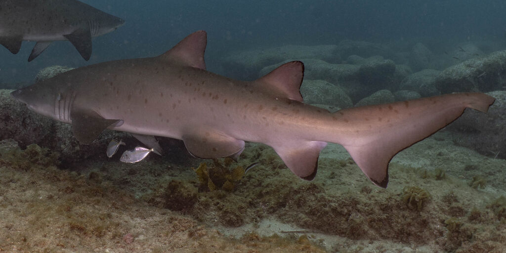 576b41e2-41dc-489d-8a64-5ecec65d719f