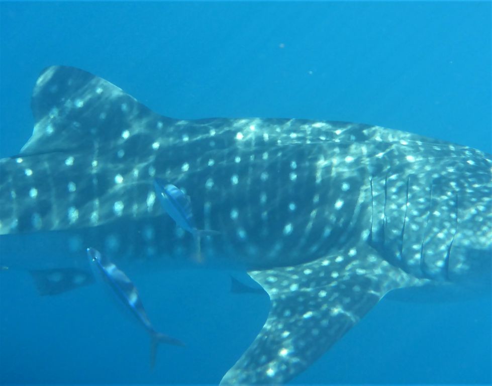 1965e986-0578-44e0-9a28-81b9a436da87