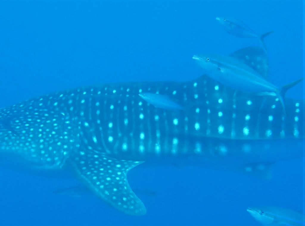 1965e986-0578-44e0-9a28-81b9a436da87