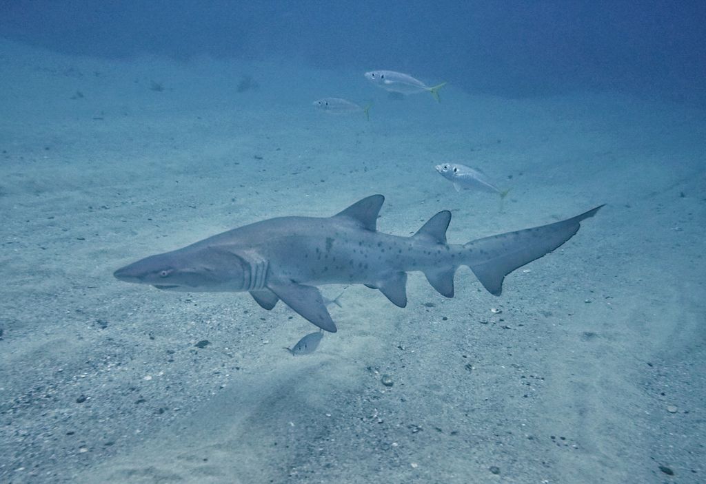 9a1f3331-557c-4f72-84dc-ec776e125b15