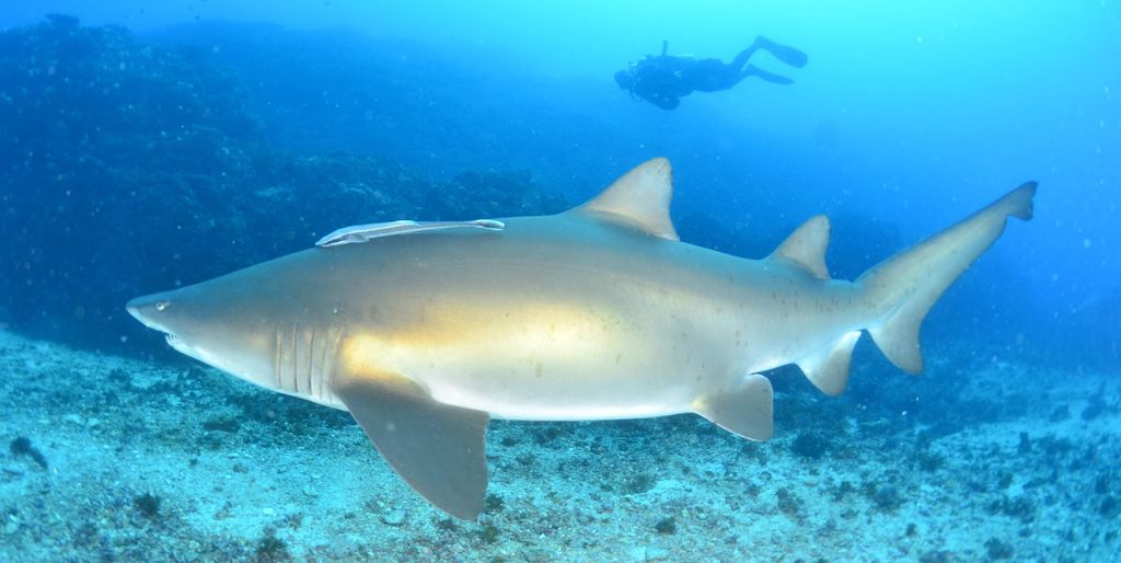 f4461bb0-2dbf-410d-a3f8-ff5dbe45c6b2