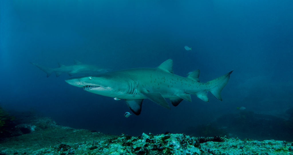 96d7f512-7941-4920-93a8-44ec41f9808d