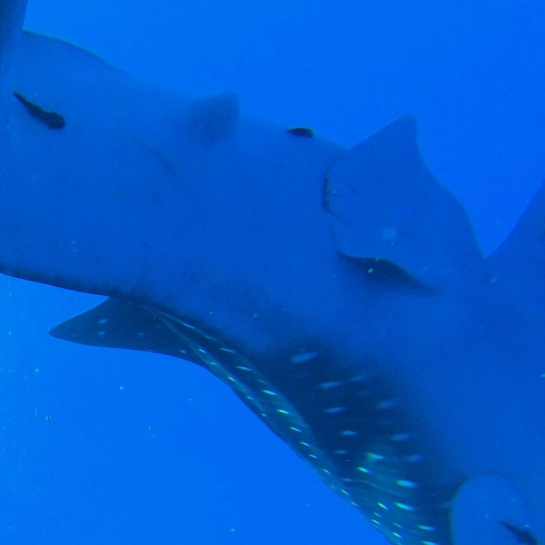 9f7e33ca-261c-42bf-b7a9-e665f09fa175