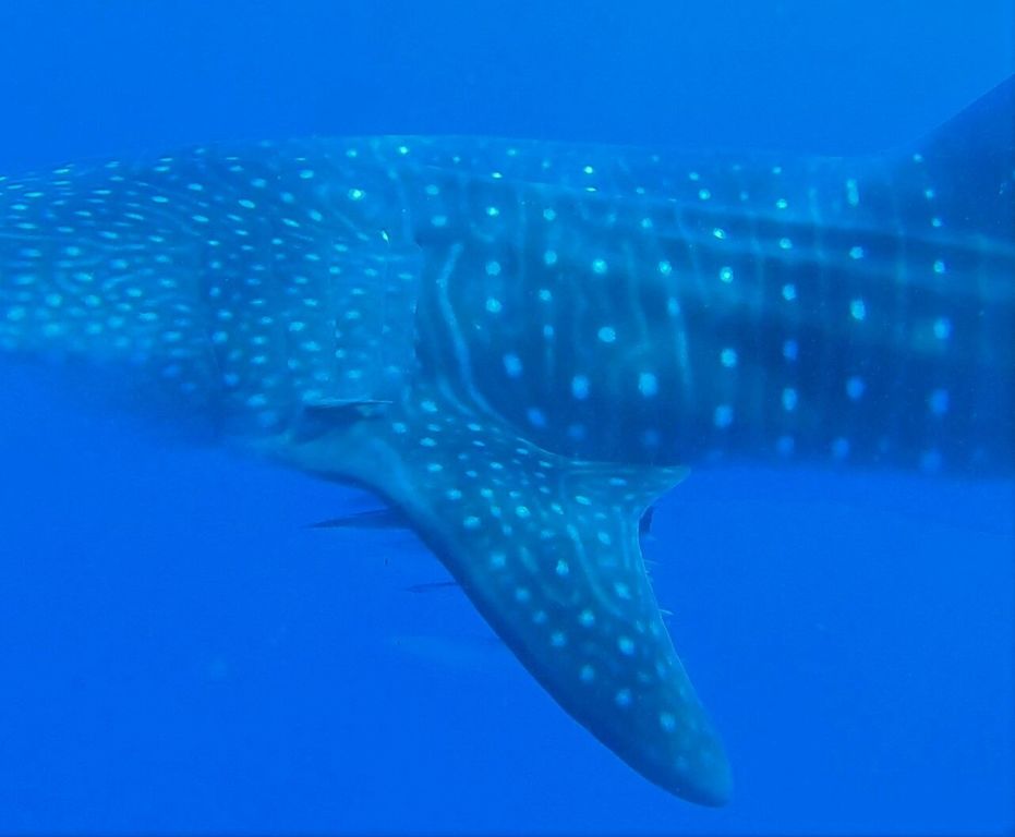 9f7e33ca-261c-42bf-b7a9-e665f09fa175